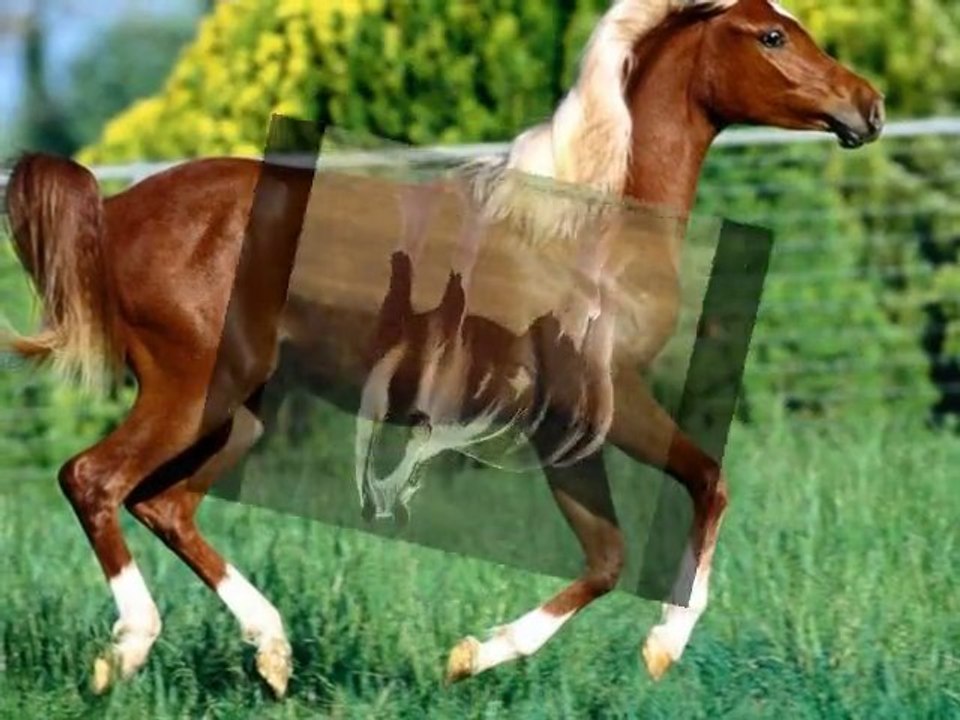 Horses ♥ by Juja Bulgaria