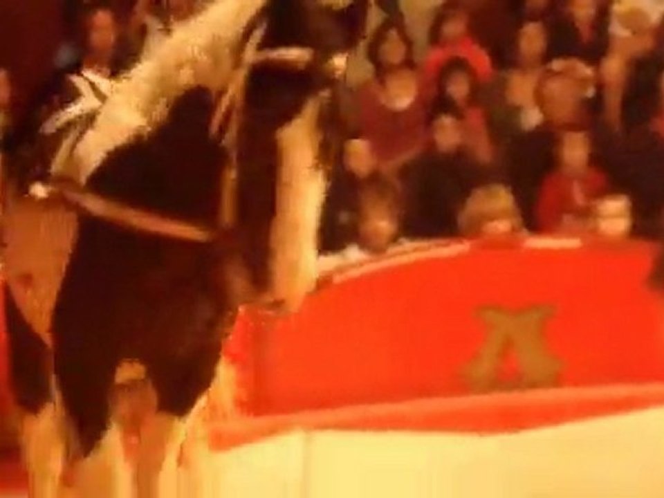 Le cirque avec Ludivine 2011