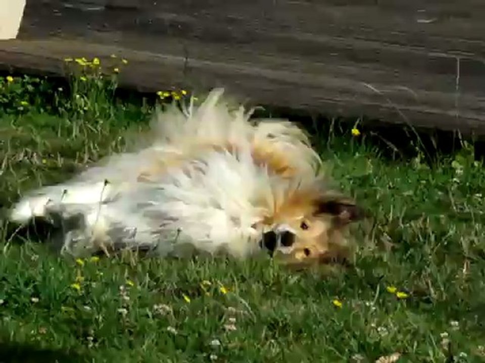 Roulé boulé colley