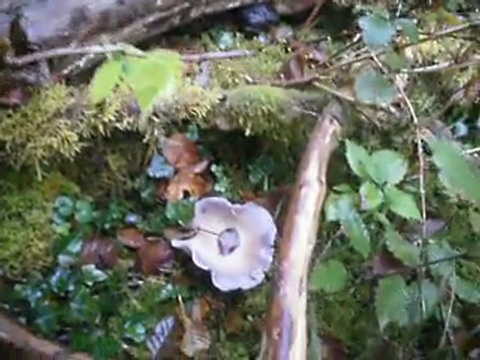 la  salamandre au longviry