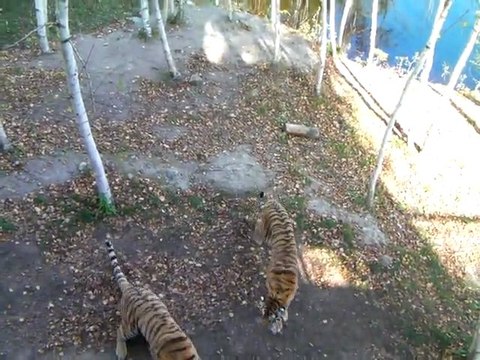 Nourrissage des tigres au Zoo de St Félicien