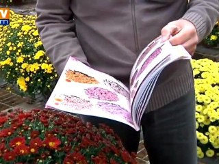 Toussaint : le chrysanthème souffre de son image