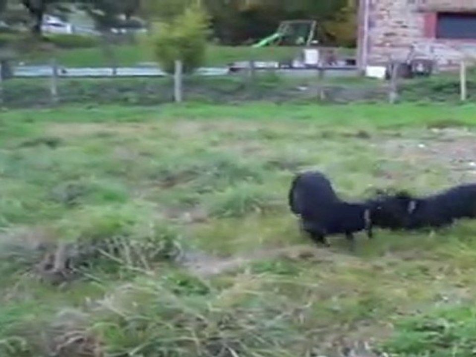 Framboise&Galipette dans le parc