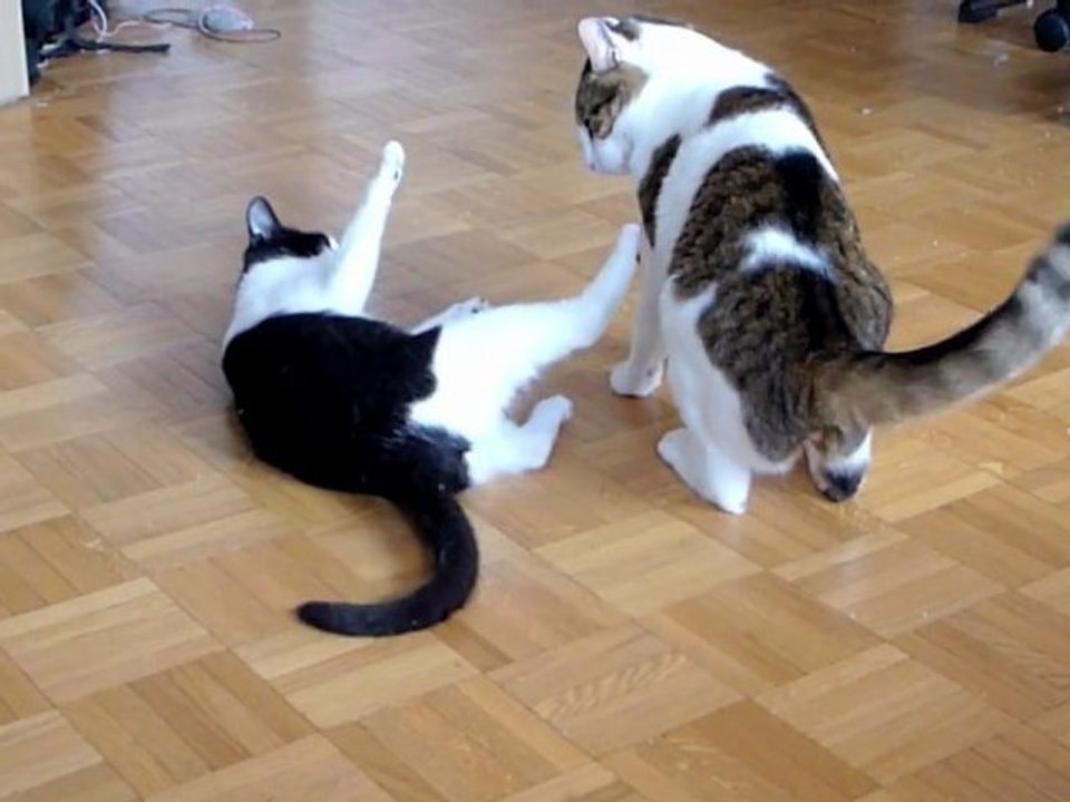 Posix et Sudo — catch félin à Villeurbanne