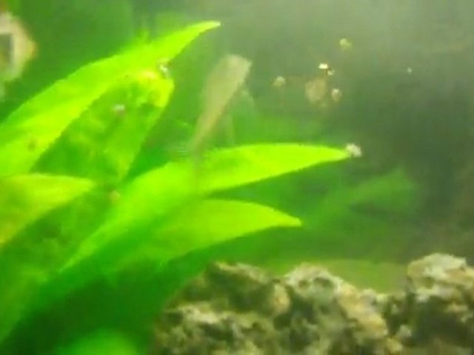 Otocinclus