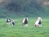 juments irish cob au galop