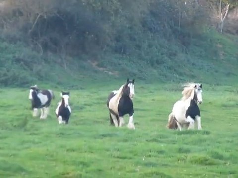 juments irish cob au galop