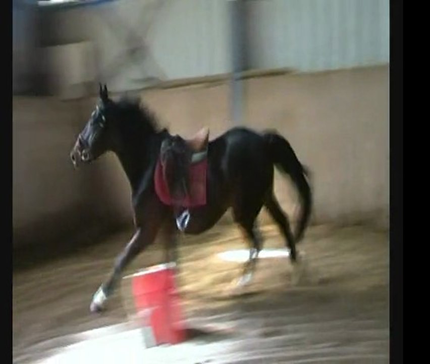 Thémis 4 Ans Apprentissage Saut monté