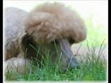 Scent Hounds Dog Breeds Explained