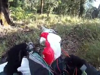 Paragliding vs. Eagle