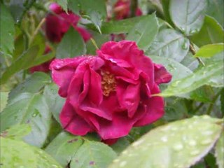 Jardin botanique de Fribourg