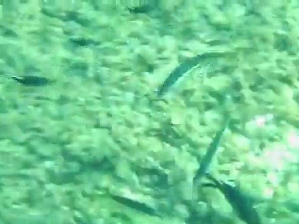 Video 2 Antho 30 oct 2011