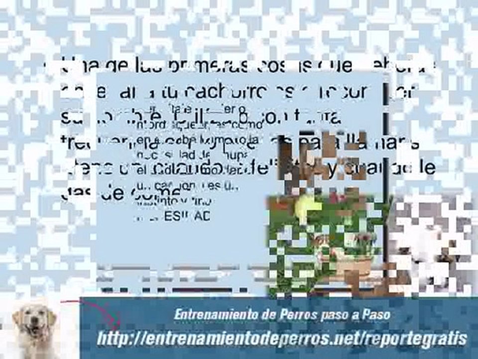 Como Entrenar a un Cachorro o Como Entrenar a un Perro Peque