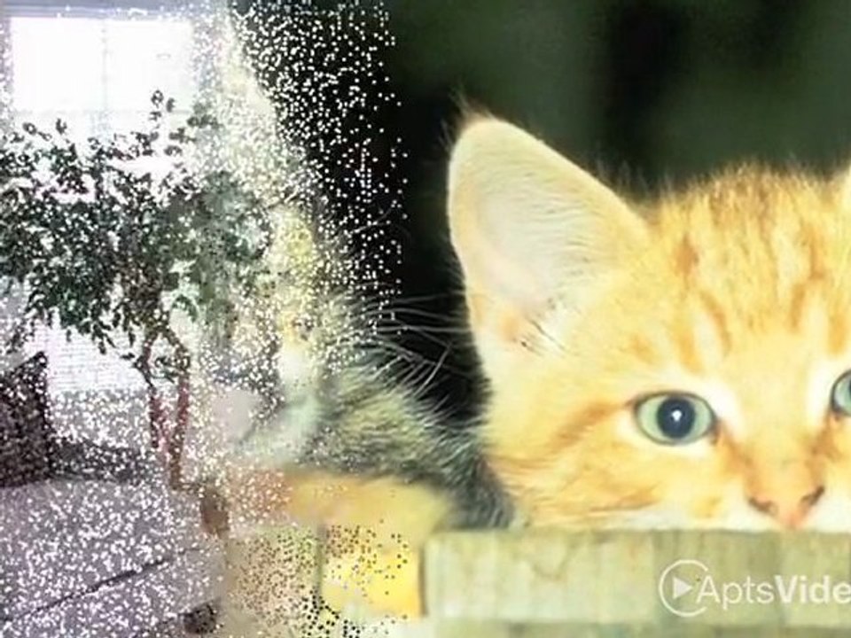 Newbury Village Apartments in Meriden, CT - ForRent.com