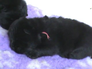 femelle noire collier rose