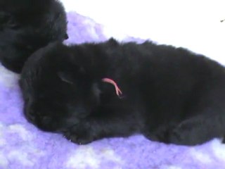 femelle noire collier ose