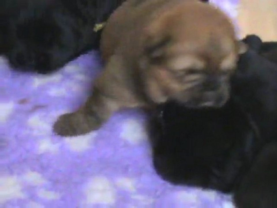 bébés duchka