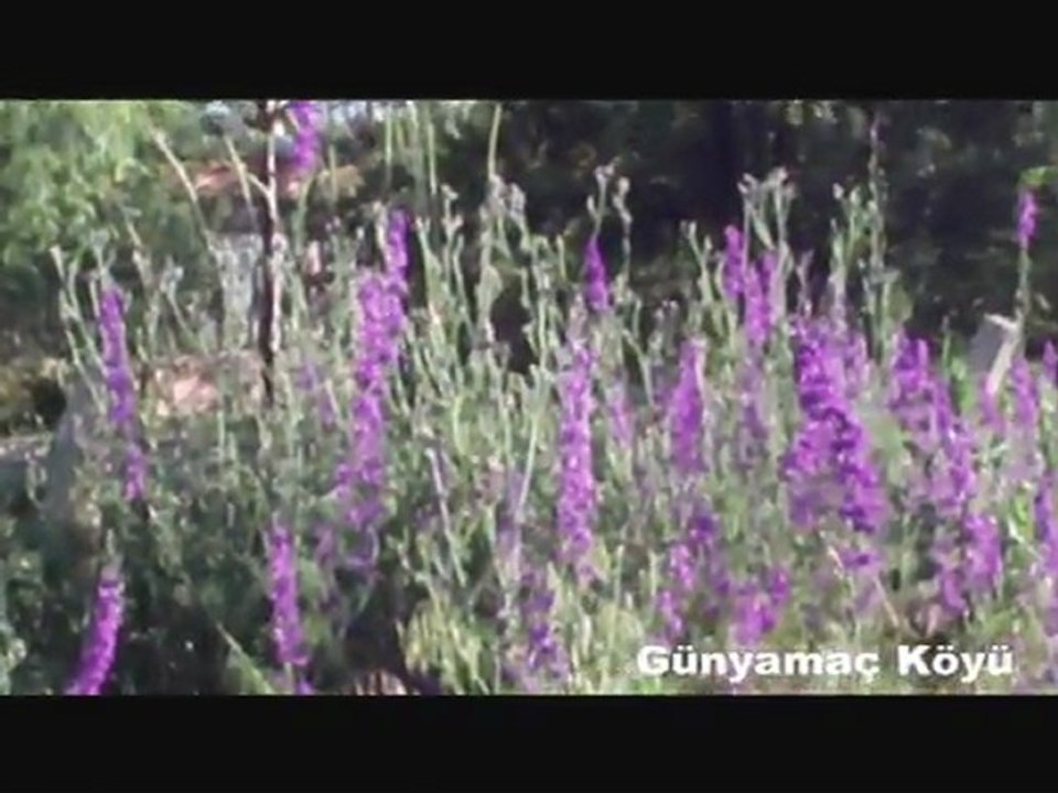 Hafik Günyamac Köyü Belgeseli. 2 Kısım