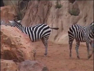 Cebras de Grant - Bioparc Valencia