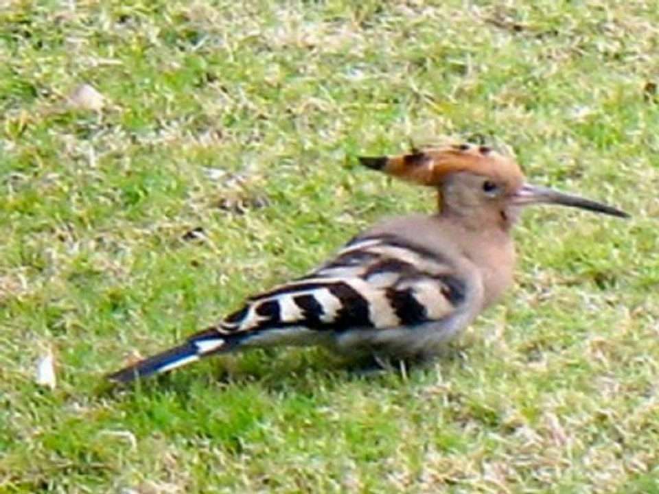 صوت رائع لطفلة