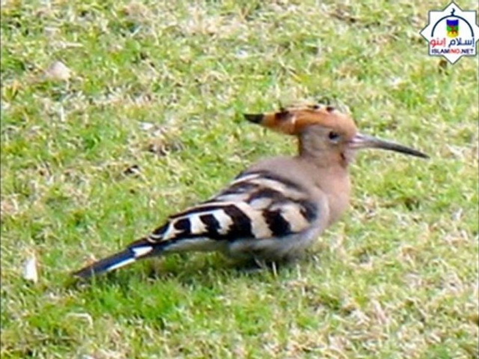 صوت رائع لطفلة