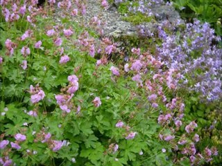 Jardin Botanique de Lausanne