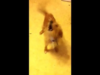 Mon chien qui hurle quand il entend le generique de plus belle la vie