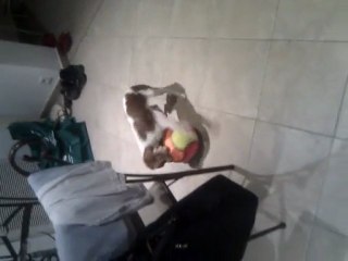 Cavalier king charles - Leo