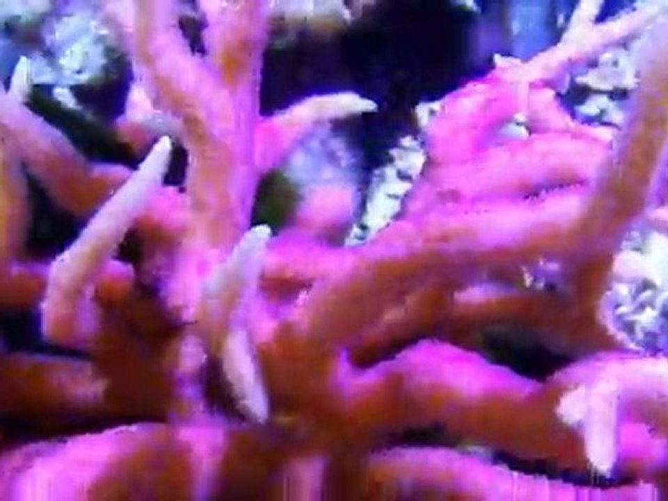 plongé au coeur de mon reef