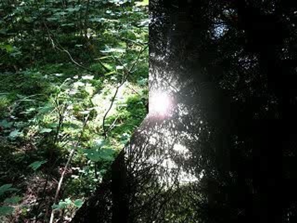 Wald2