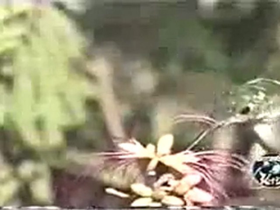 (DVD05) (24) INTERACCIONES DE LOS ECOSISTEMAS