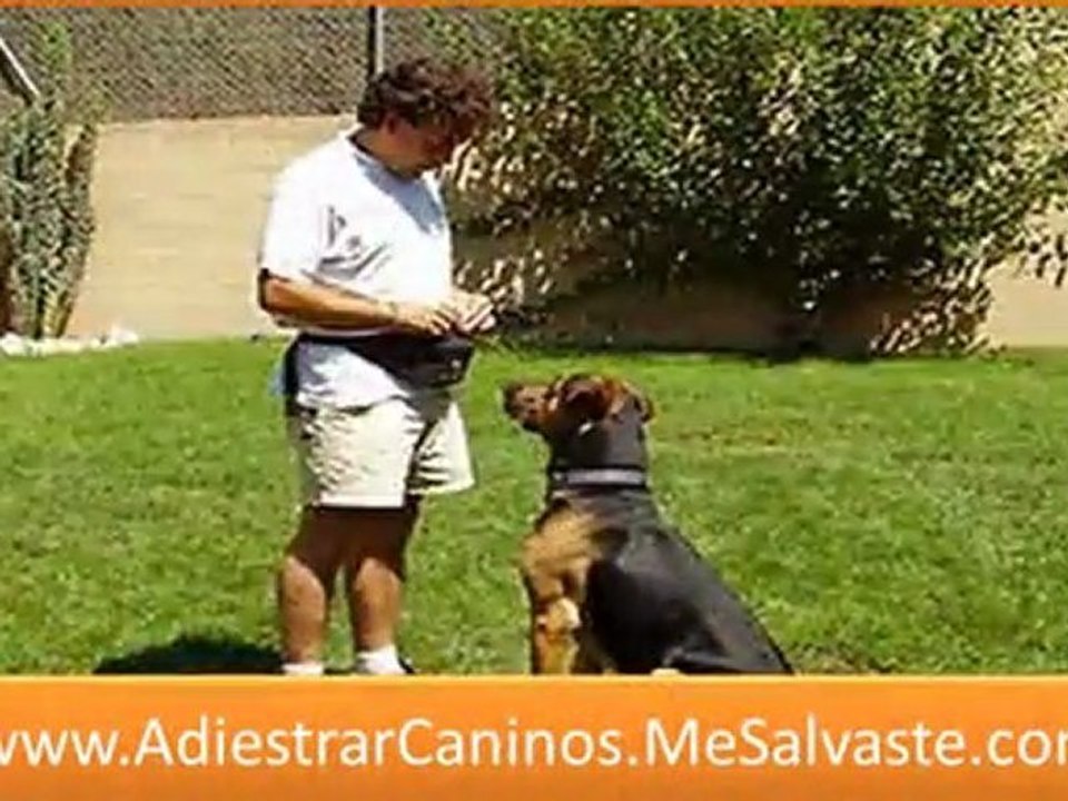 Como entrenar a mi perro - manual adiestramiento canino