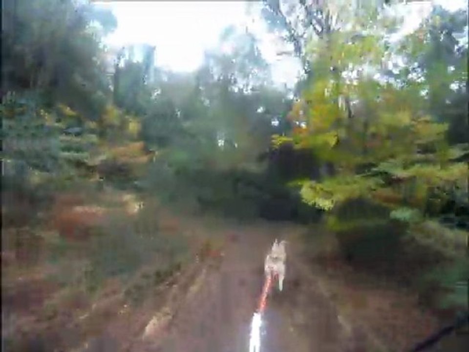 entrainement trottinette 01 chien capone 31-10-2011 première partie !!!