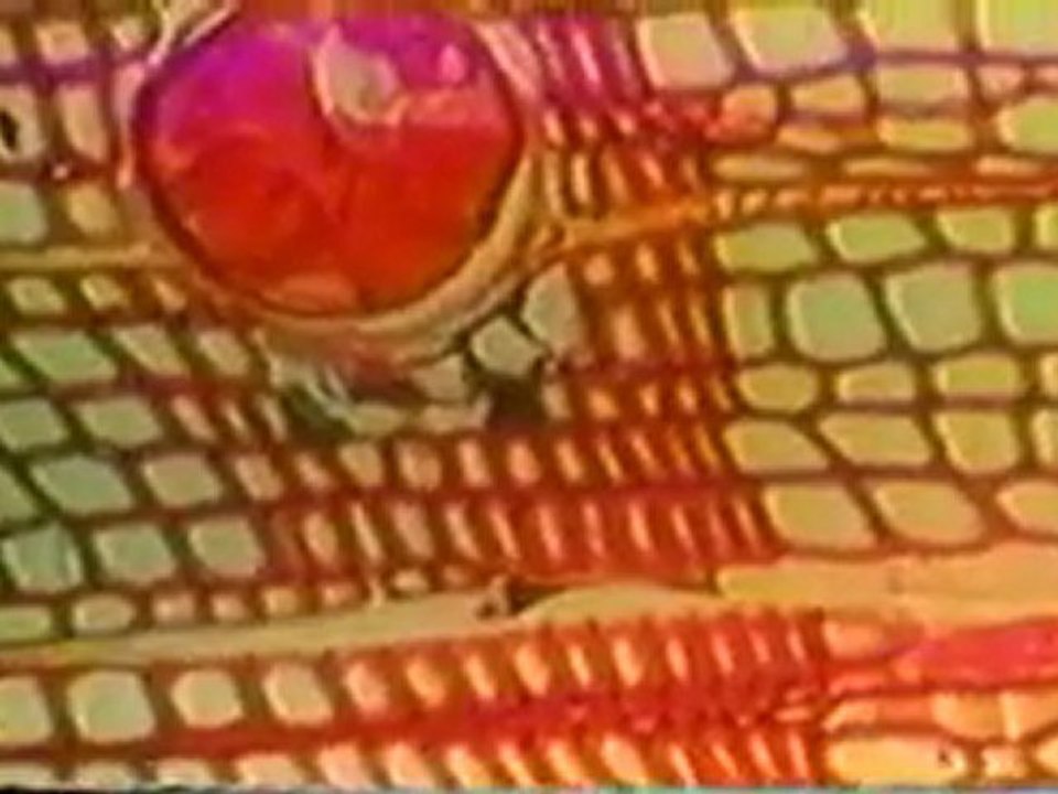 (DVD05) (29) LA IMAGEN DE UN MUNDO ESCONDIDO