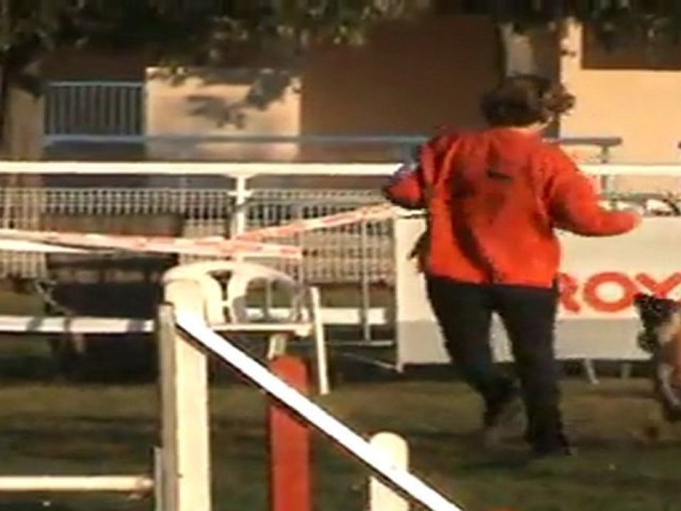 concour agility isle sur la sorgue 2011