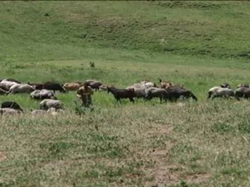 Fermierul (stina de oite)