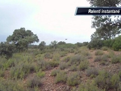 Setter de la foret du melu CH.ETA perdreaux sauvages