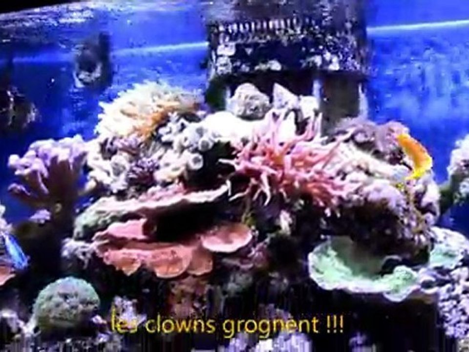les clowns grognent