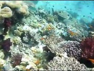 poisson NC -6