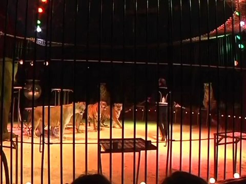 La tradition du cirque italien à Nîmes