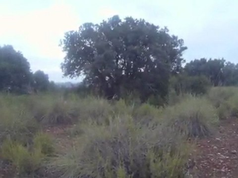 Setter de la foret du melu CH.ETA perdreaux sauvages