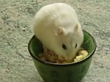 Petit Hamster
