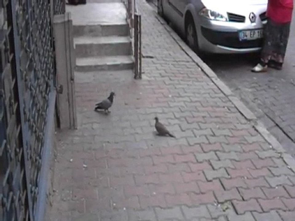 Cumhur Öğretmen Kumruyu Güvercine  Saldırırken Yakaladı