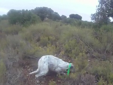 Setter de la foret du melu CH.ETA perdreaux sauvages