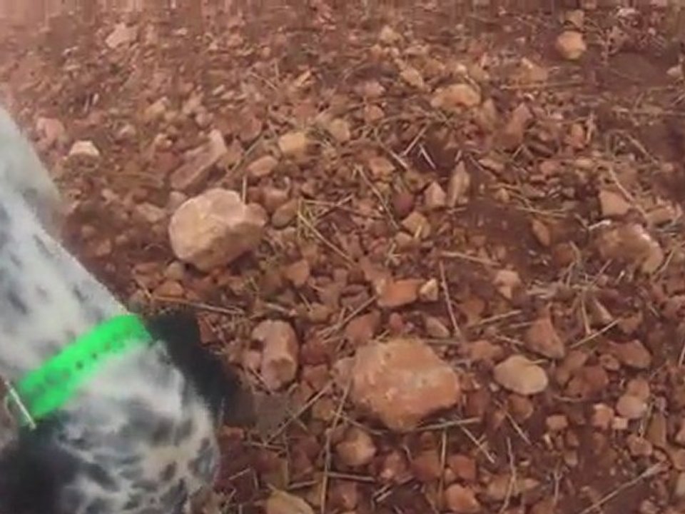 Setter de la foret du melu CH.ETA  perdreaux sauvages