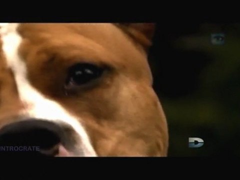 PARANIMAL, Les prophéties du capteur de fantômes - 3 de 3