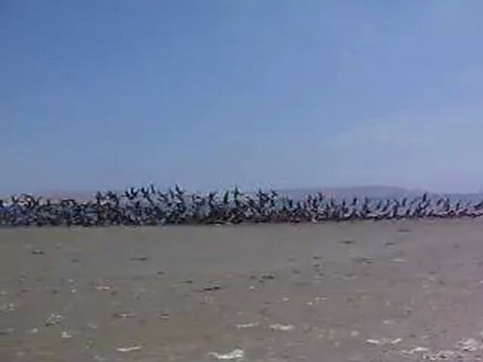 paracas vol 2