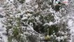 Bitlis'te Kar Yağışı Başladı - Bitlis News