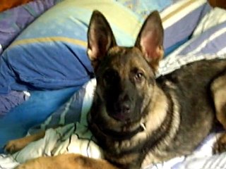 Glück du Domaine de Kilorff le 1er novembre 2011.