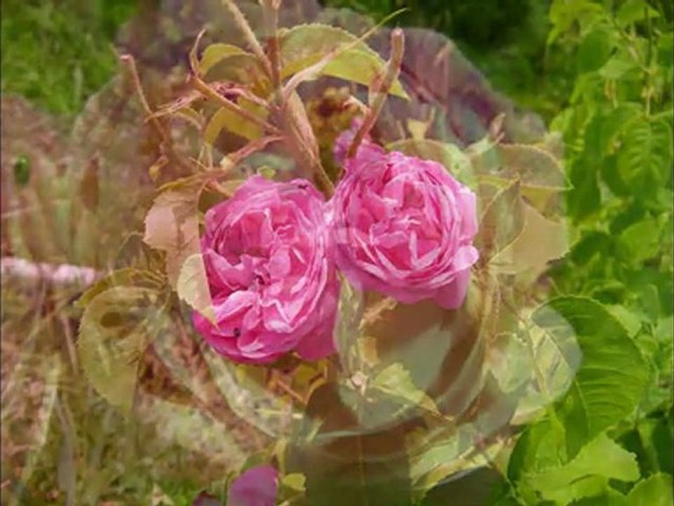 La rose